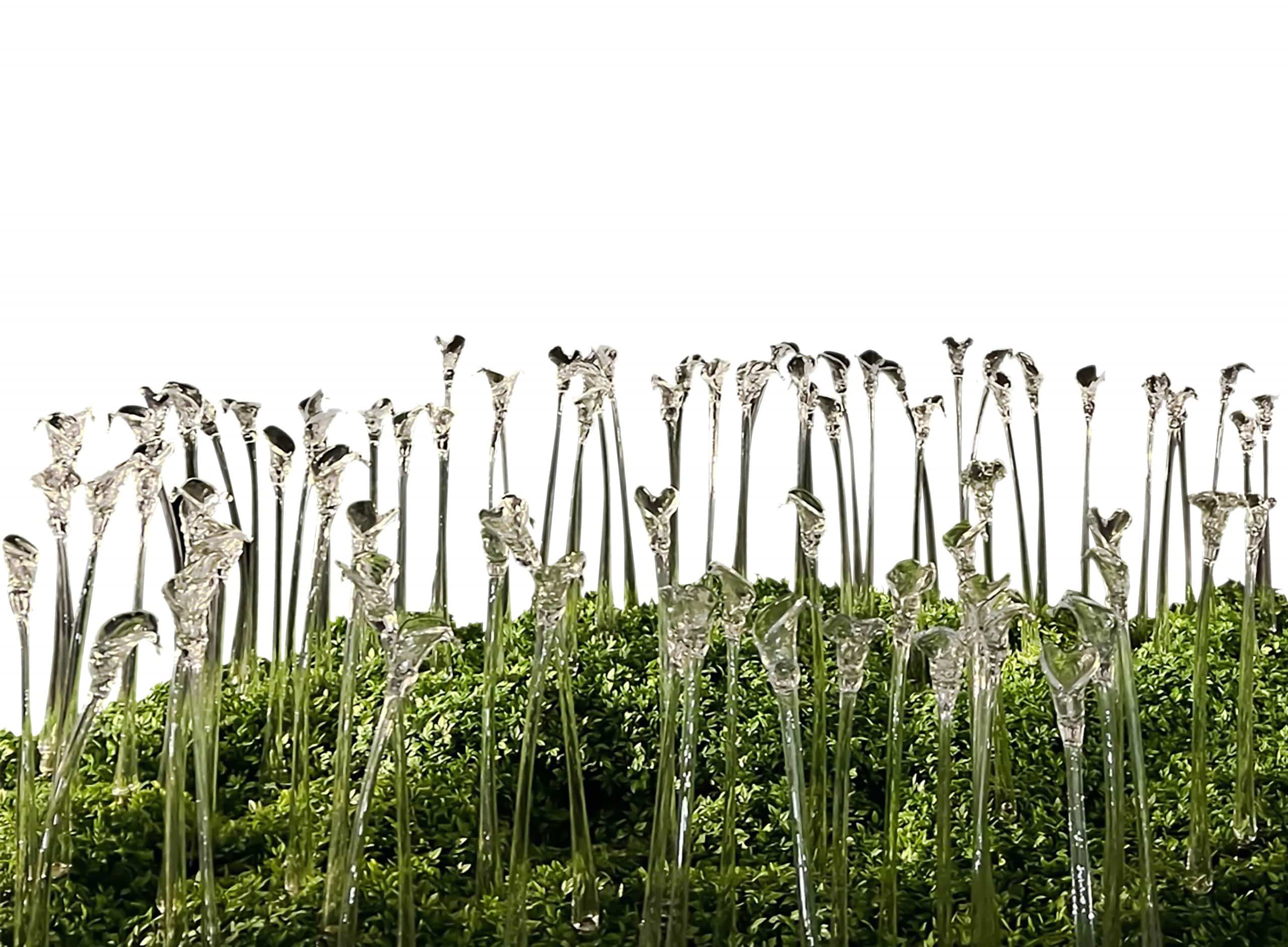 arumlily fondo blanco